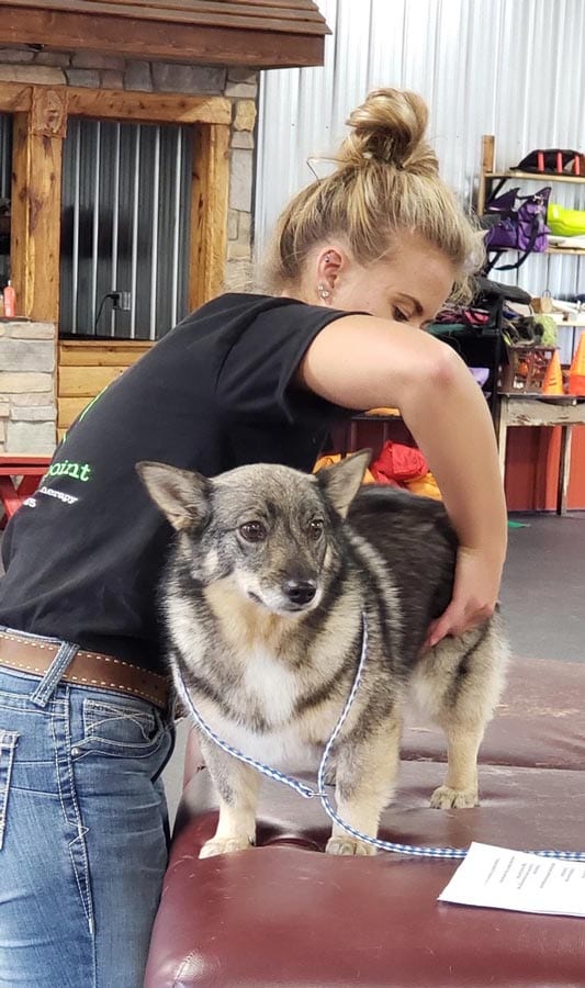 Triggerpoint Equine & K9 Sports Massage Therapy business image in Laramie, Wyoming